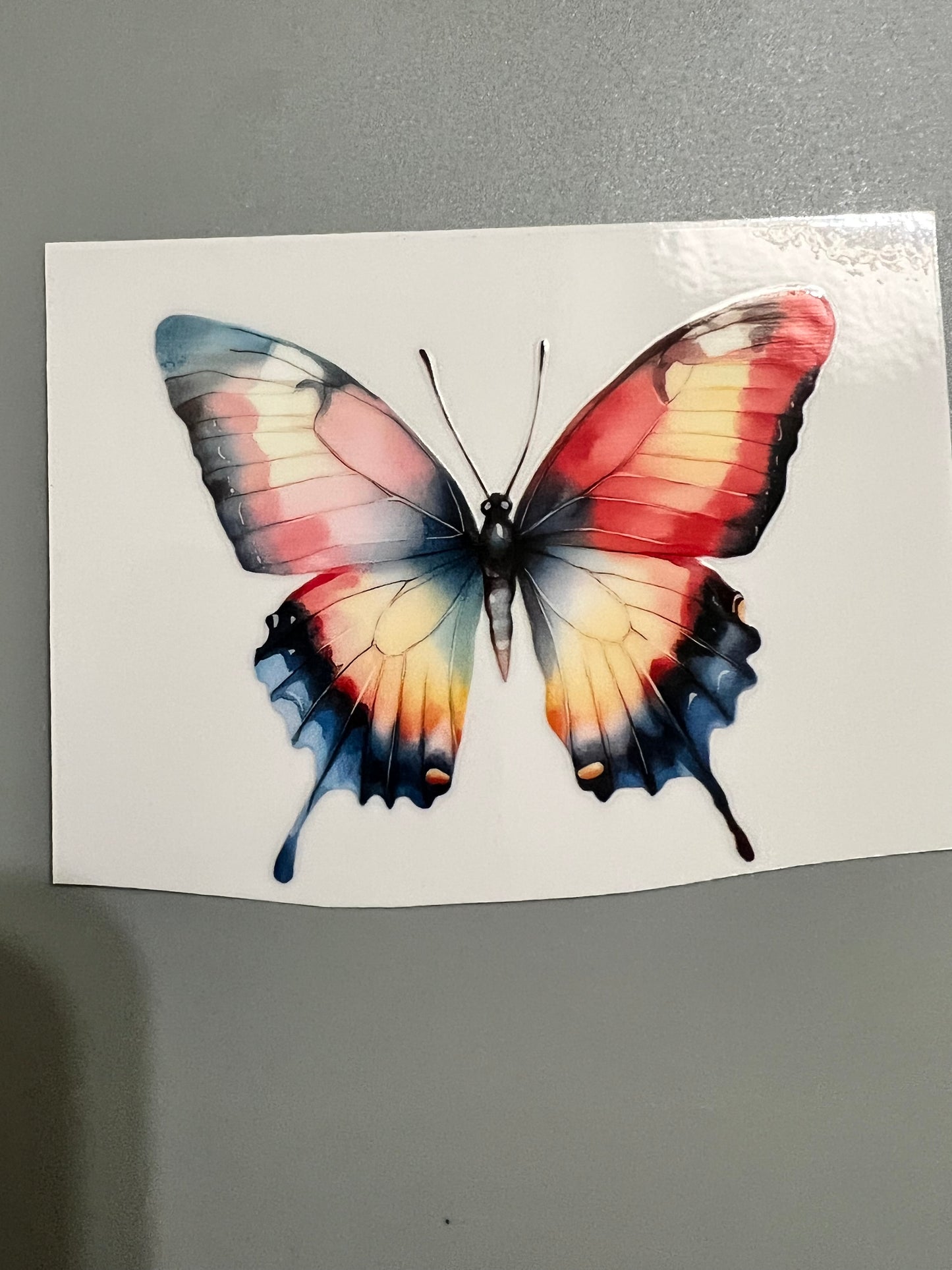 Butterfly